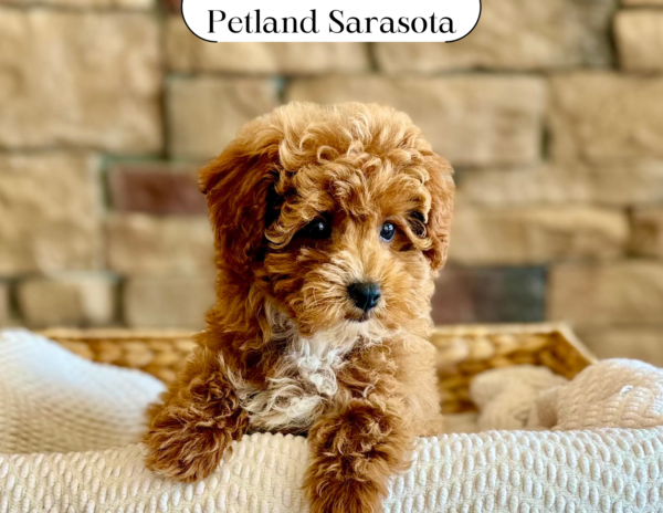 Miniature Poodle (F) 29710 the Miniature Poodle — adopted from Dream Tails Sarasota, Florida