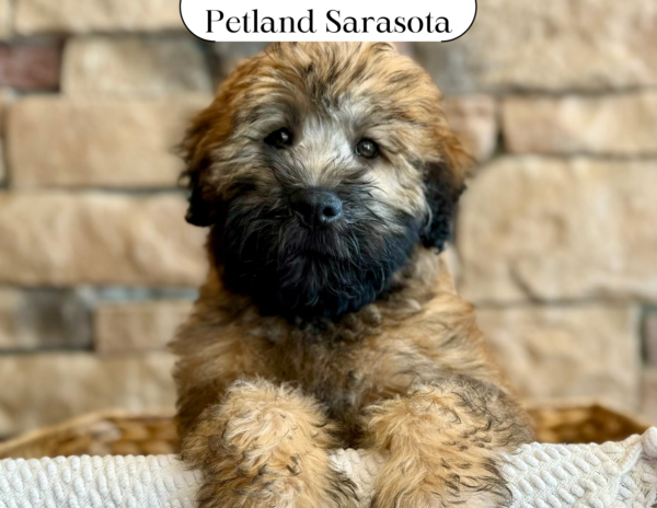 Soft Coated Wheaten Terrier (M) 29700 the Soft Coated Wheaten Terrier — adopted from Dream Tails Sarasota, Florida