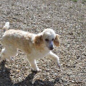 Happy Tail's Michaelanglo