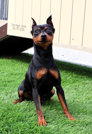 Pine Tree Rufus
