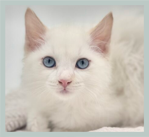 Featured Pet 1