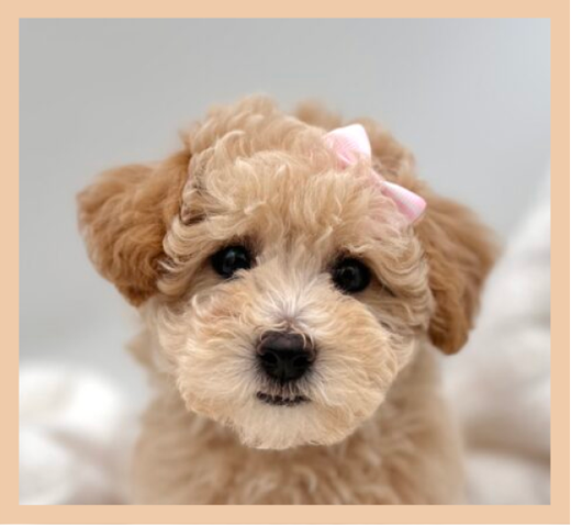 Featured Pet 2