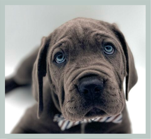 Featured Pet 3