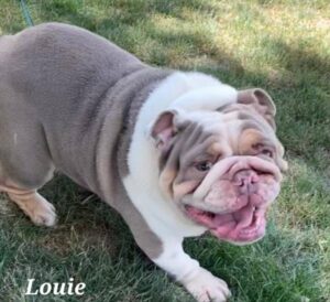 Lilac Louie Goose