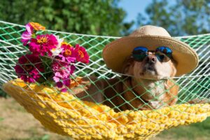 Pup POV: A Puppy’s Day in the Summer Spotlight