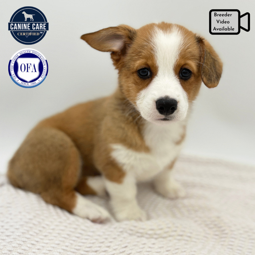 Penny - Pembroke Welsh Corgi - Image 1