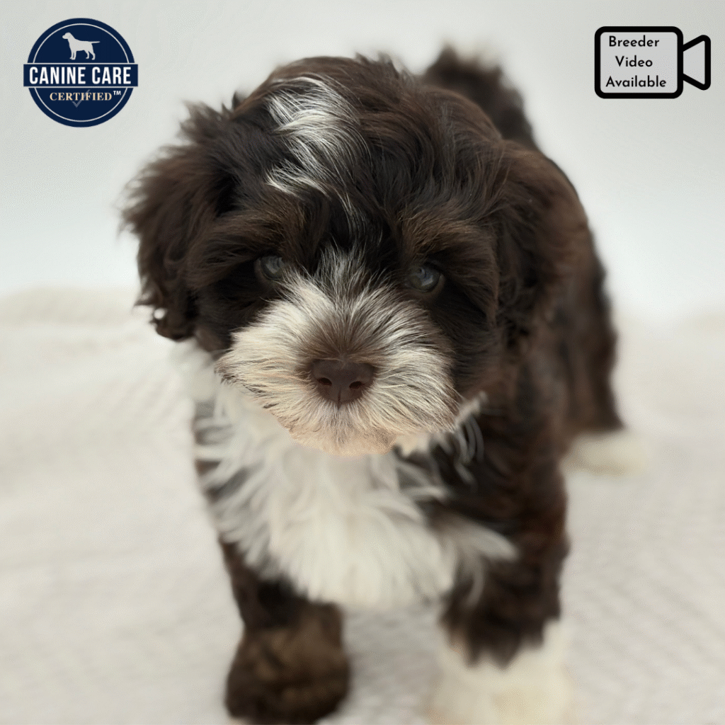 Penelope  - Havanese - Image 1