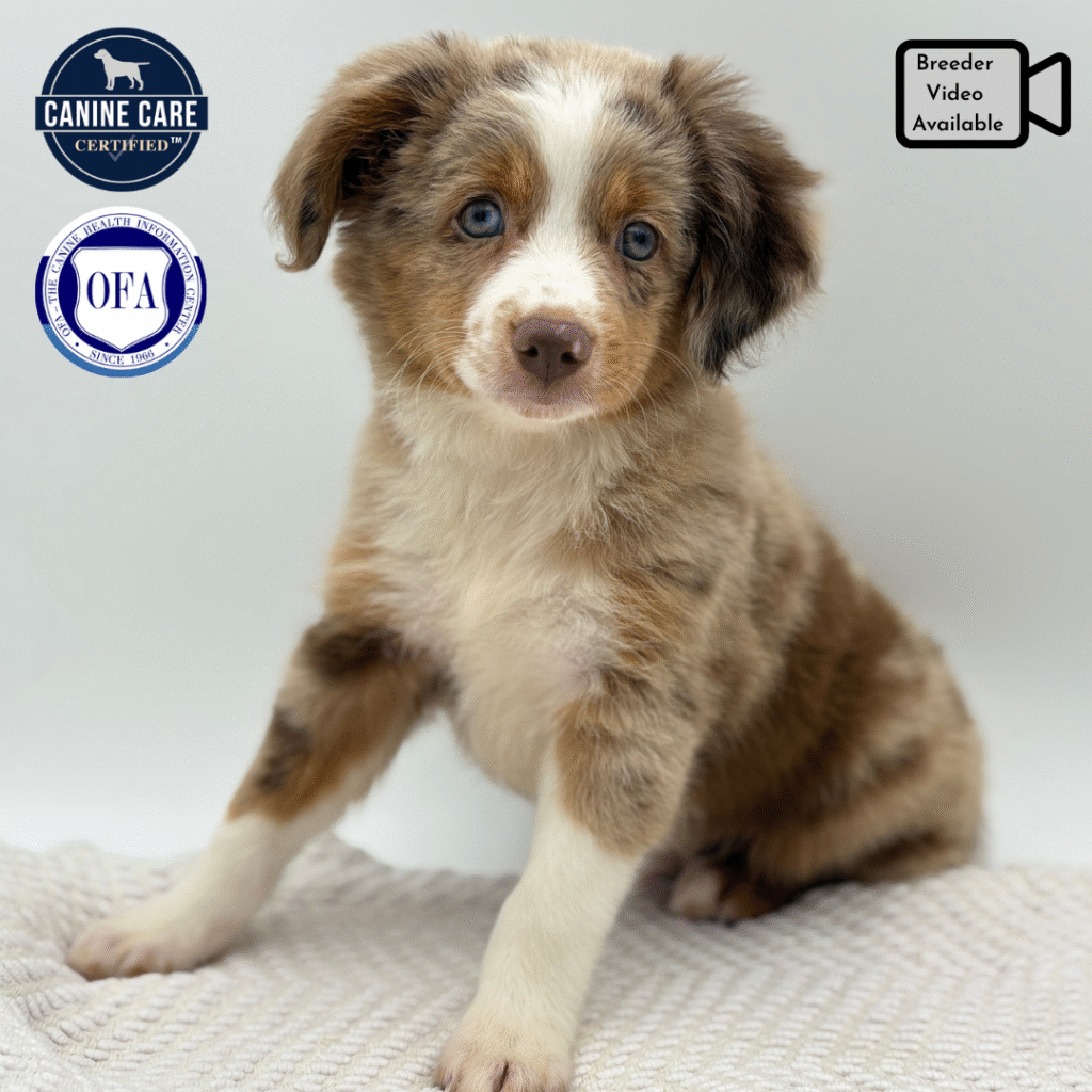 Boone - Toy Australian Shepherd - Image 1