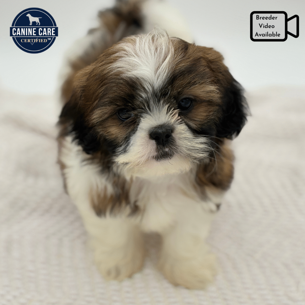 Sophie - Shih Tzu - Image 1