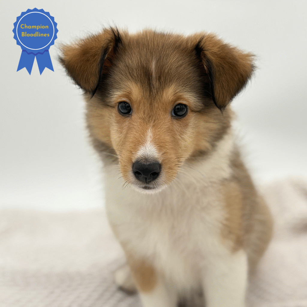 Linden - Shetland Sheepdog - Image 1