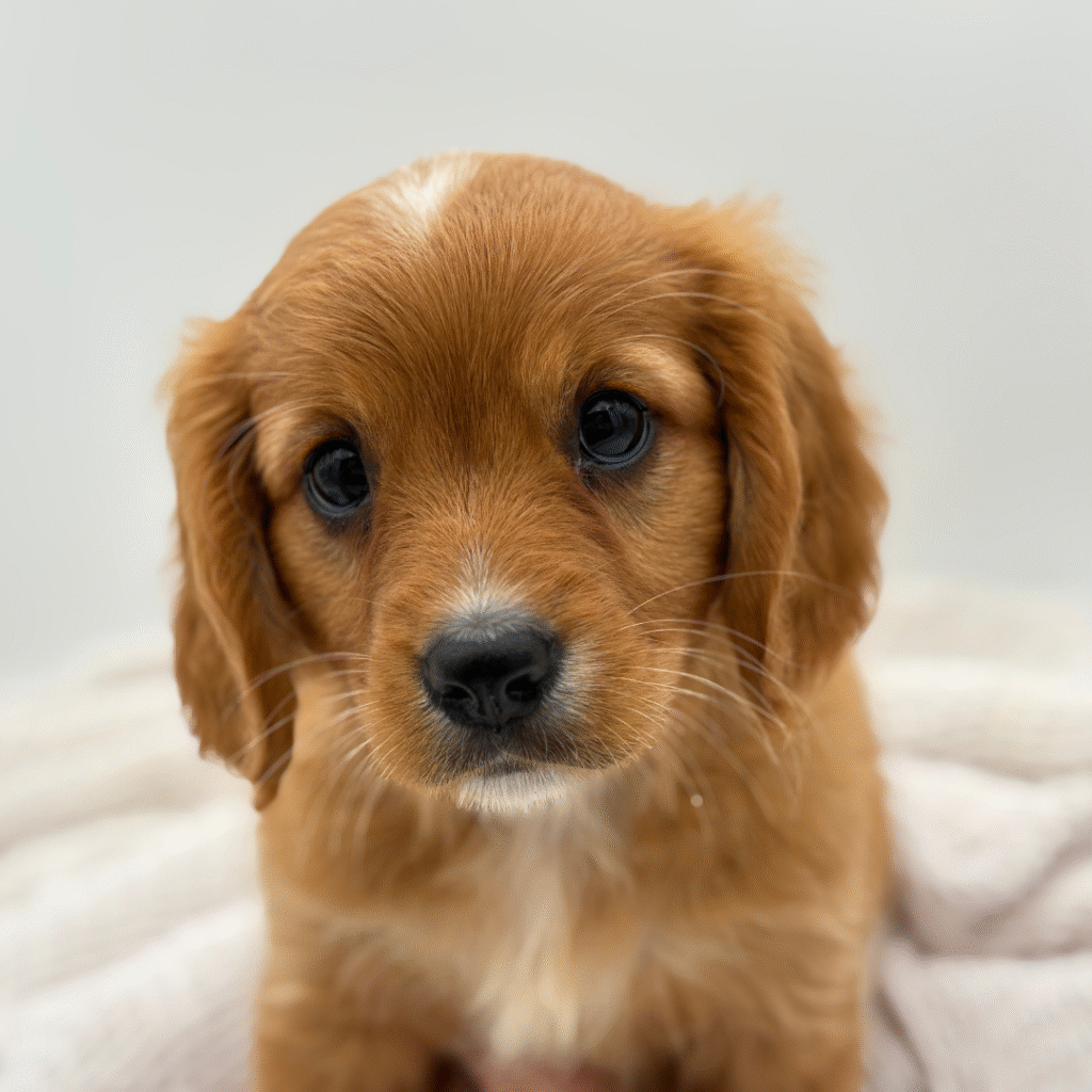 Ryder - Mini Golden Retriever - Image 1