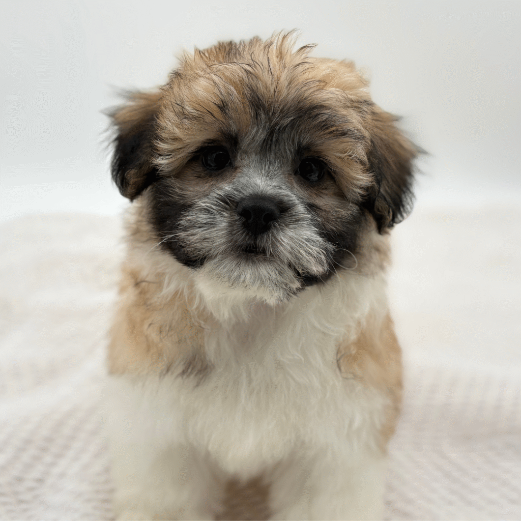 Zoe - Teddy Bear - Image 1