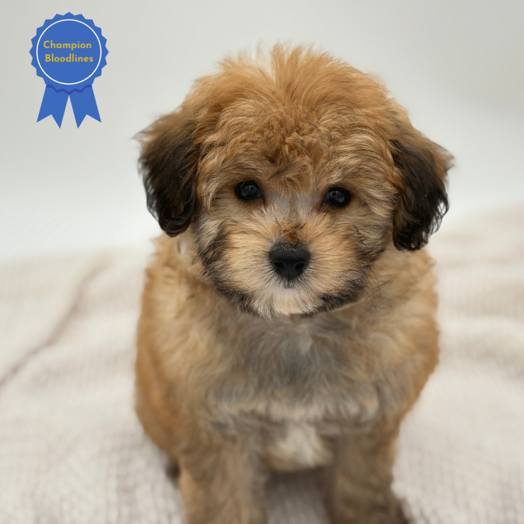 Sadie - Pomapoo - Image 1