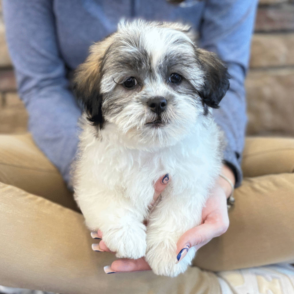 Benny - Teddy Bear - Image 1