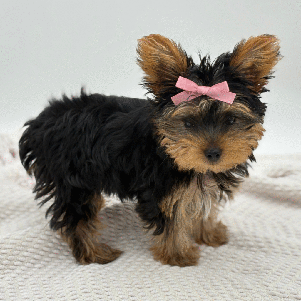 Pixie - Yorkshire Terrier - Image 1