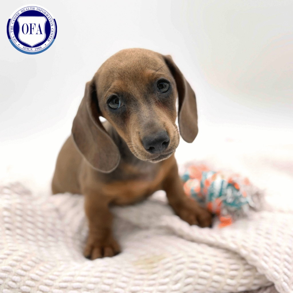 Robin - Dachshund - Image 1