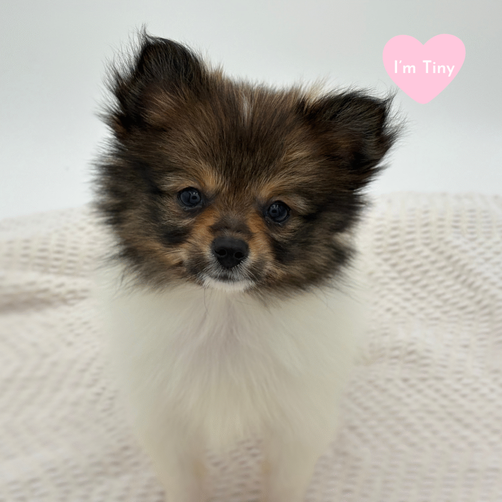 Penny - Pomeranian - Image 1