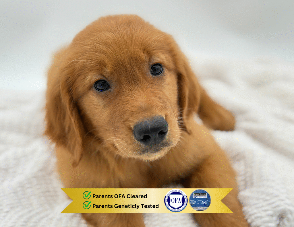 Luke - Golden Retriever - Image 1