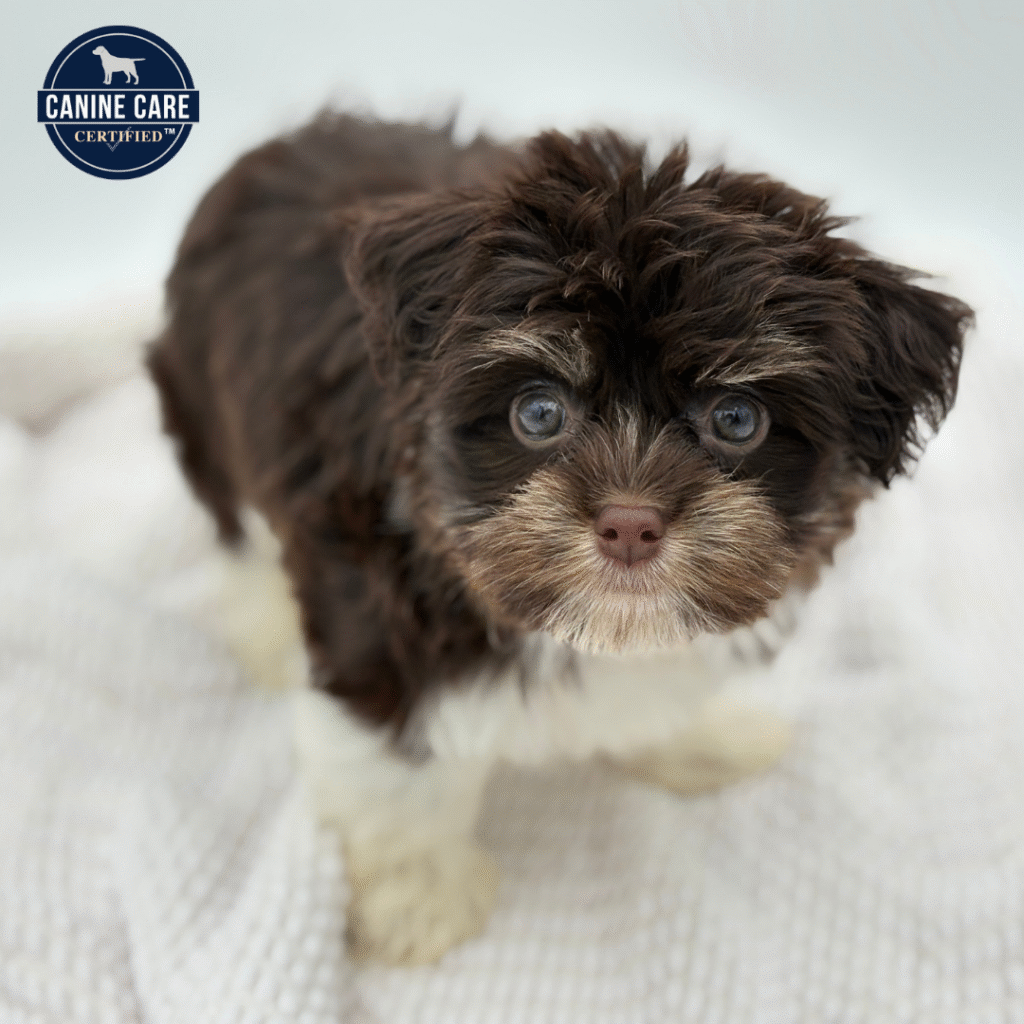 Donald - Havanese - Image 1