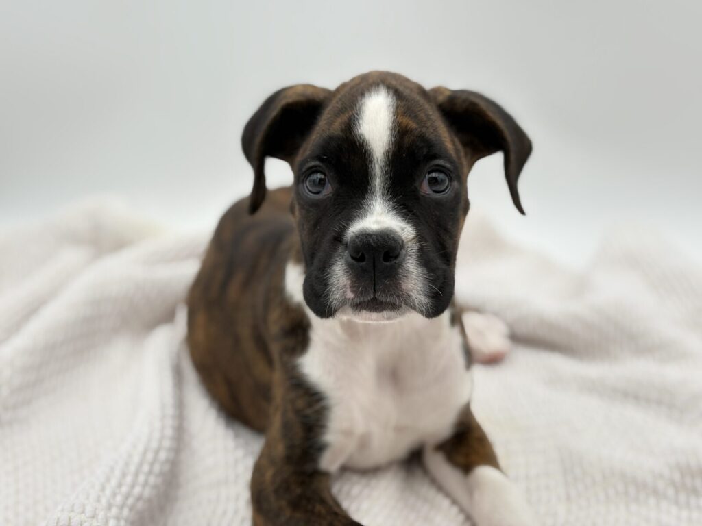 Zara - Boxer - Image 1