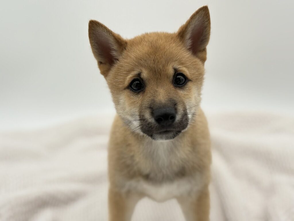 Yoshi - Shiba Inu - Image 1