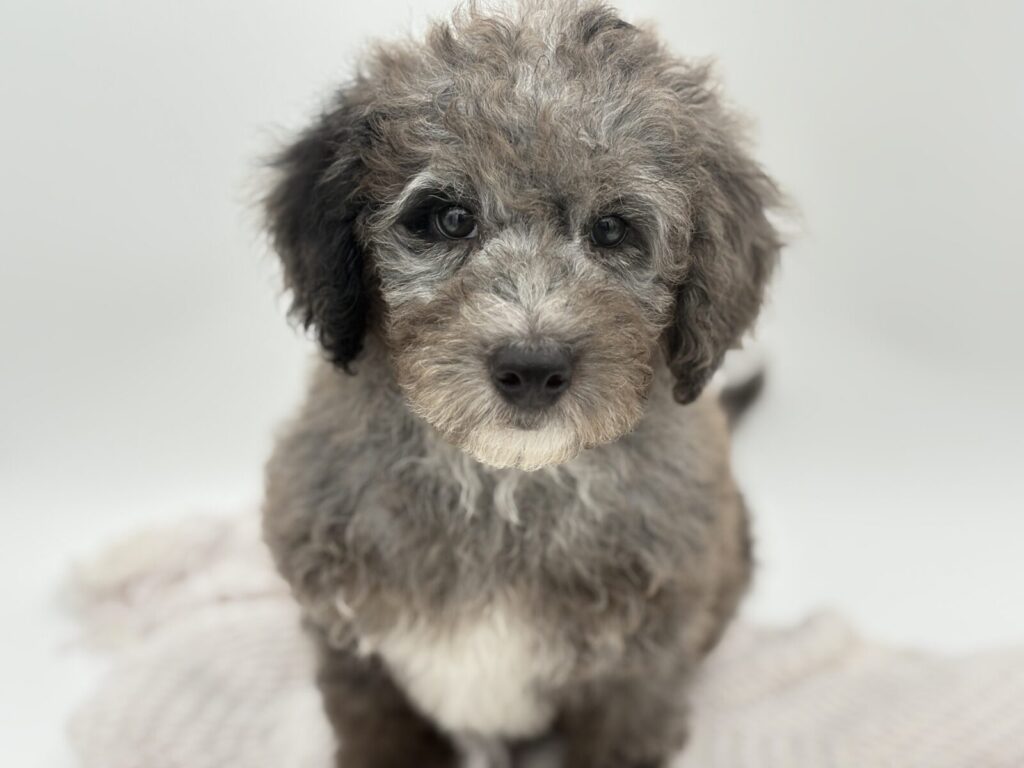 Noodle - F1B Miniature Bernedoodle - Image 1
