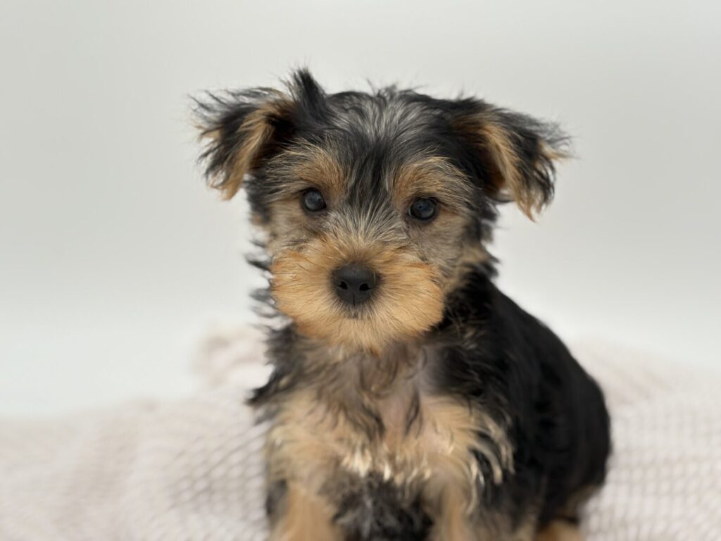 Stone - Yorkshire Terrier - Image 1