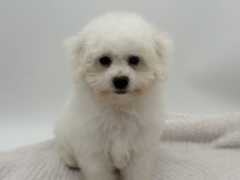 Topher - Bichon Frise - Image 1
