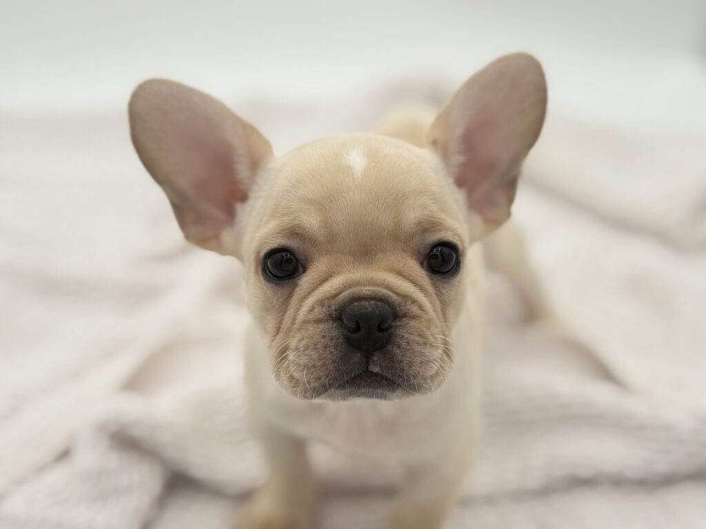 Lucky - French Bulldog - Image 1