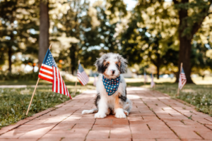 National Spoil Your Dog Day: Yes, They Deserve It (Every. Single. Day.)