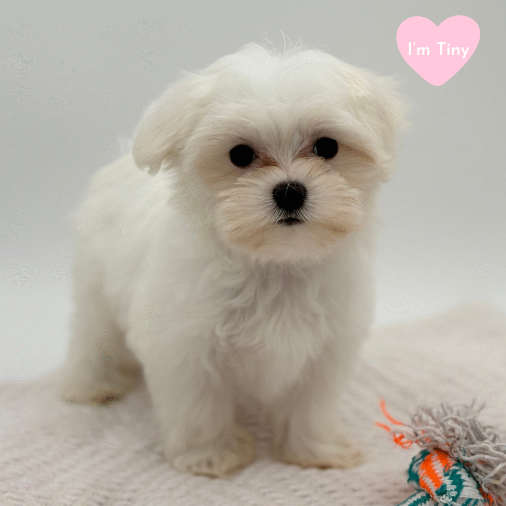 Luna - Maltese - Image 1
