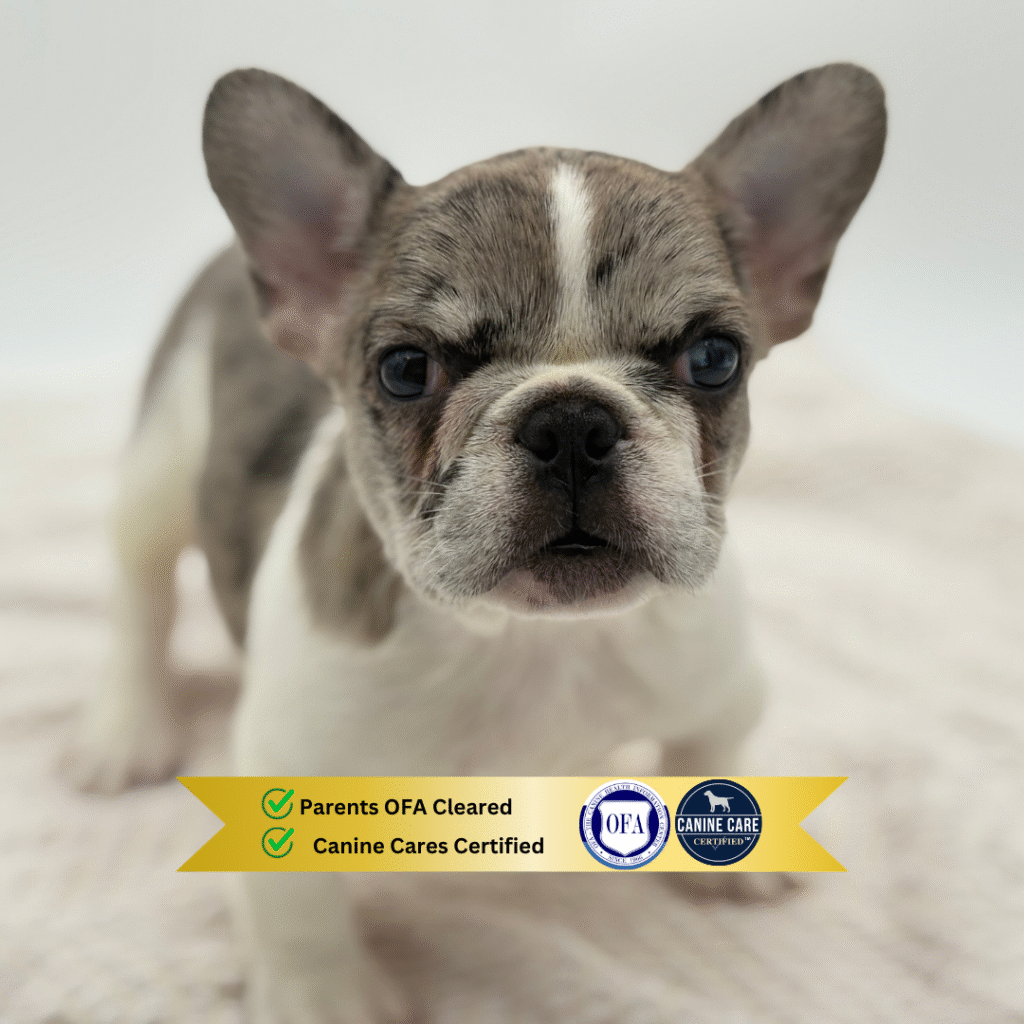 Stitch - French Bulldog - Image 1