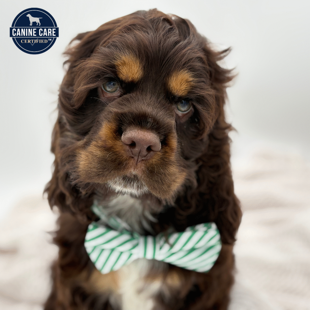 Charlie - Cocker Spaniel - Image 1