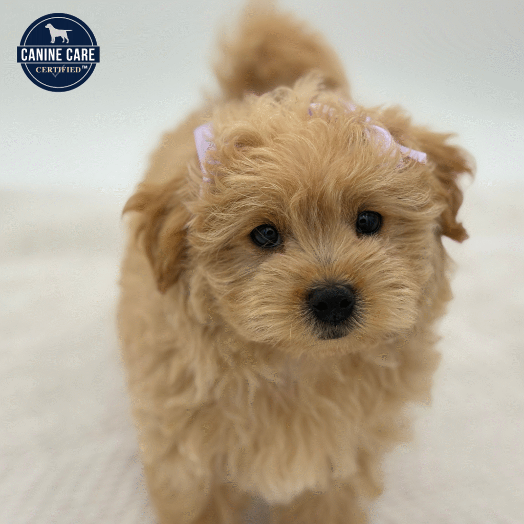 Molly - Maltipoo - Image 1