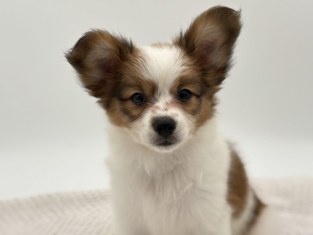 Beau - Papillon - Image 1