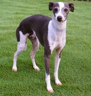 Adornare Marchwind Blue Menace (Br Dennis)