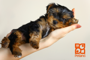 Where Does Dream Tails Get Their Puppies: The Truth Behind The Tails