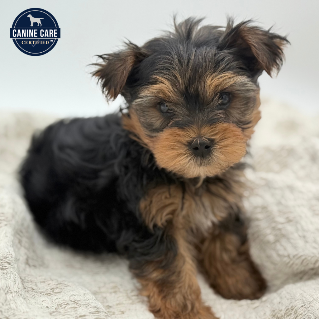 Maxwell - Yorkshire Terrier - Image 1