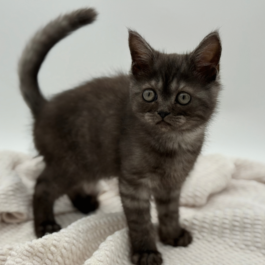 Silas - Exotic Shorthair - Image 1