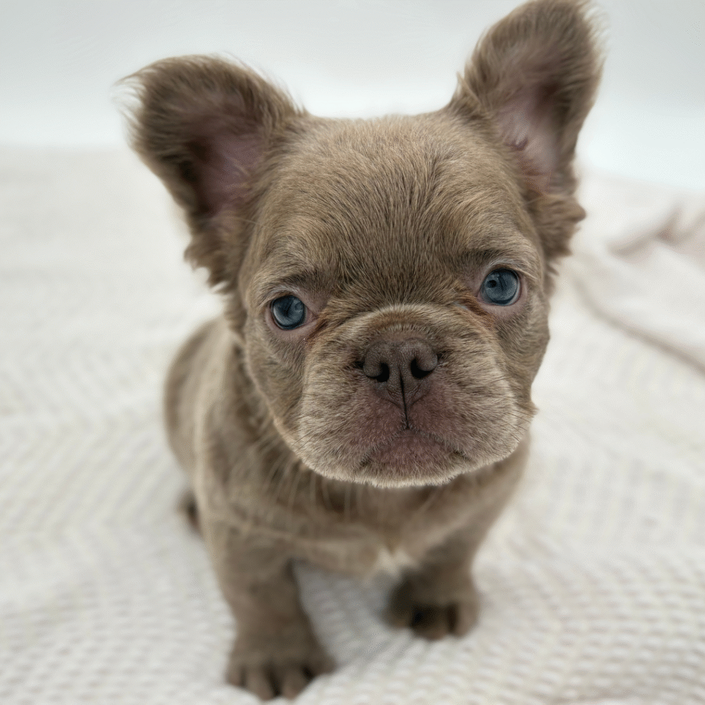 Sun - French Bulldog - Image 1