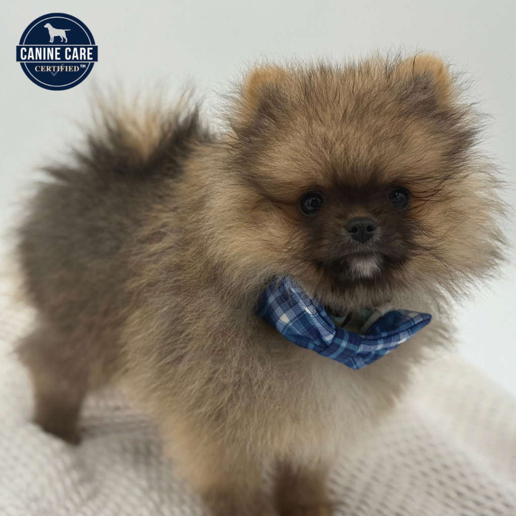 Bear - Pomeranian - Image 1