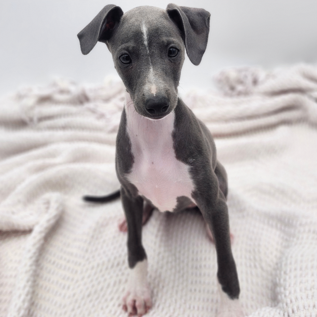 Chai - Italian Greyhound - Image 1