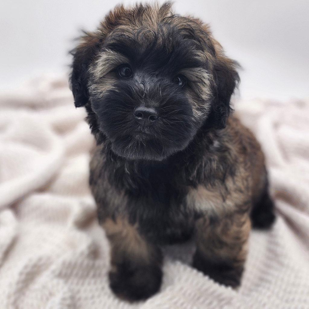 Nellie - Miniature Whoodle - Image 1