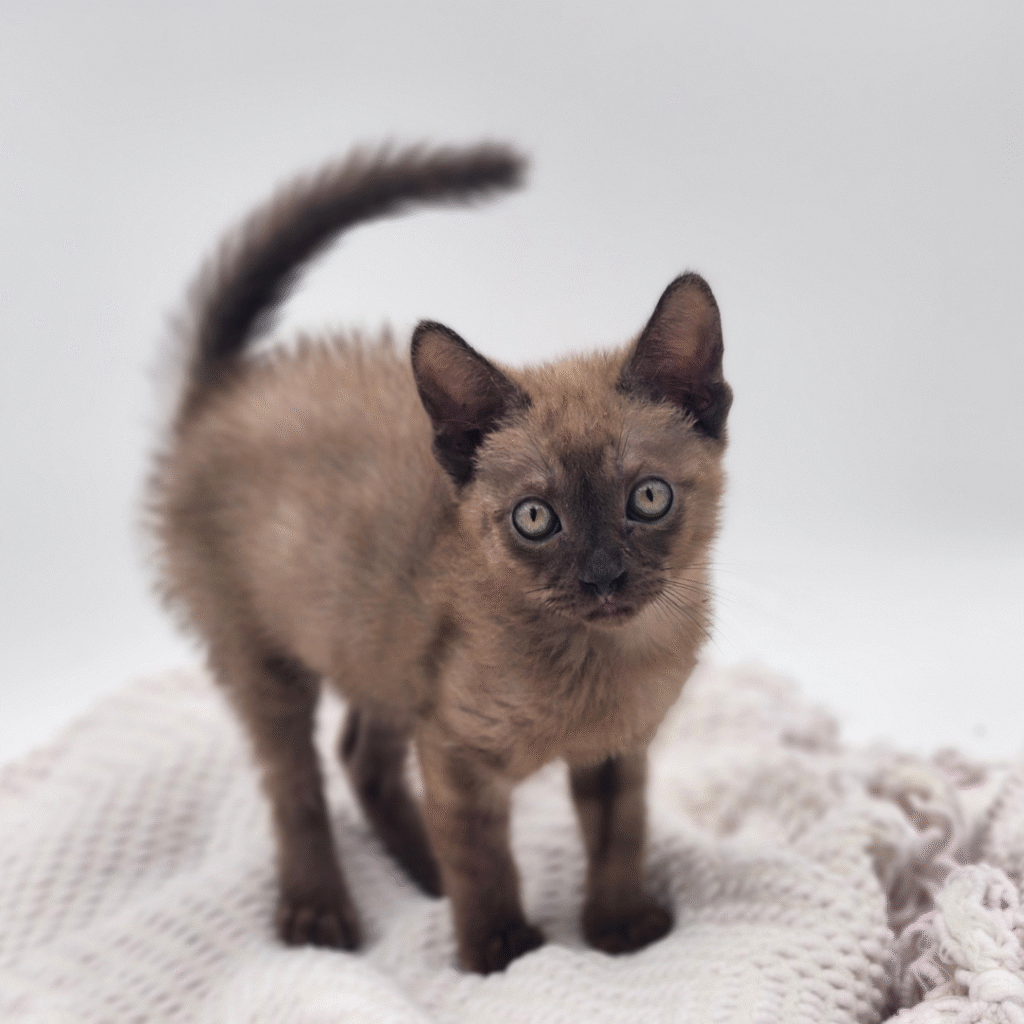 Cocoa - Munchkin - Image 1