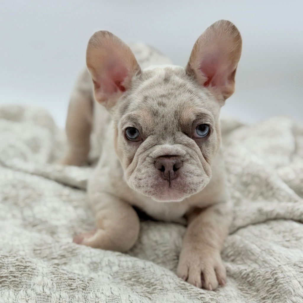 Pierre - French Bulldog - Image 1
