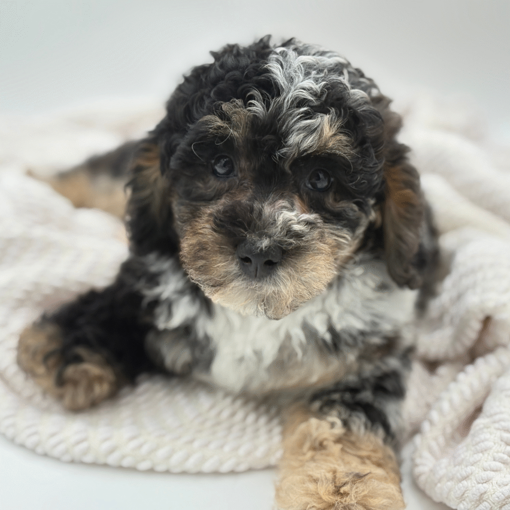 Pamella - Miniature Bernedoodle 2nd Gen - Image 1