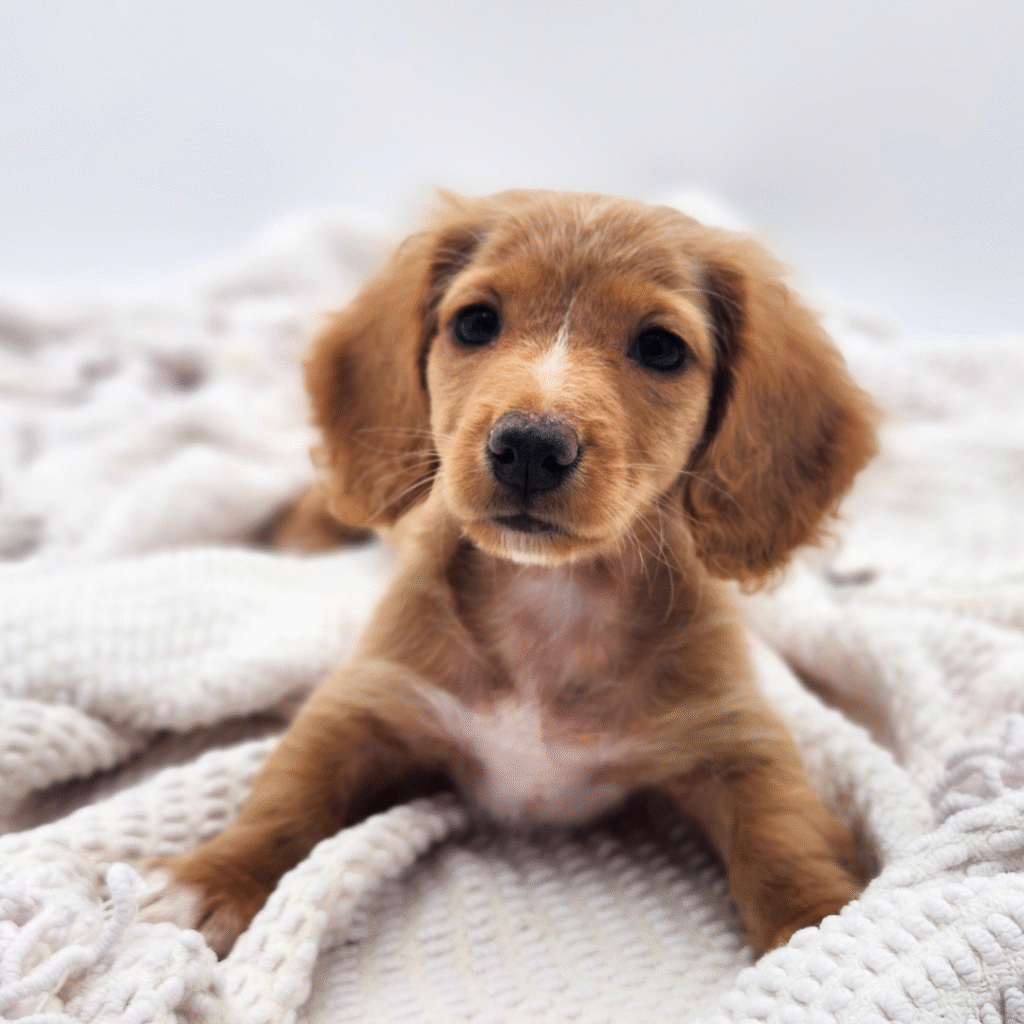 Journey - Dachshund - Image 1