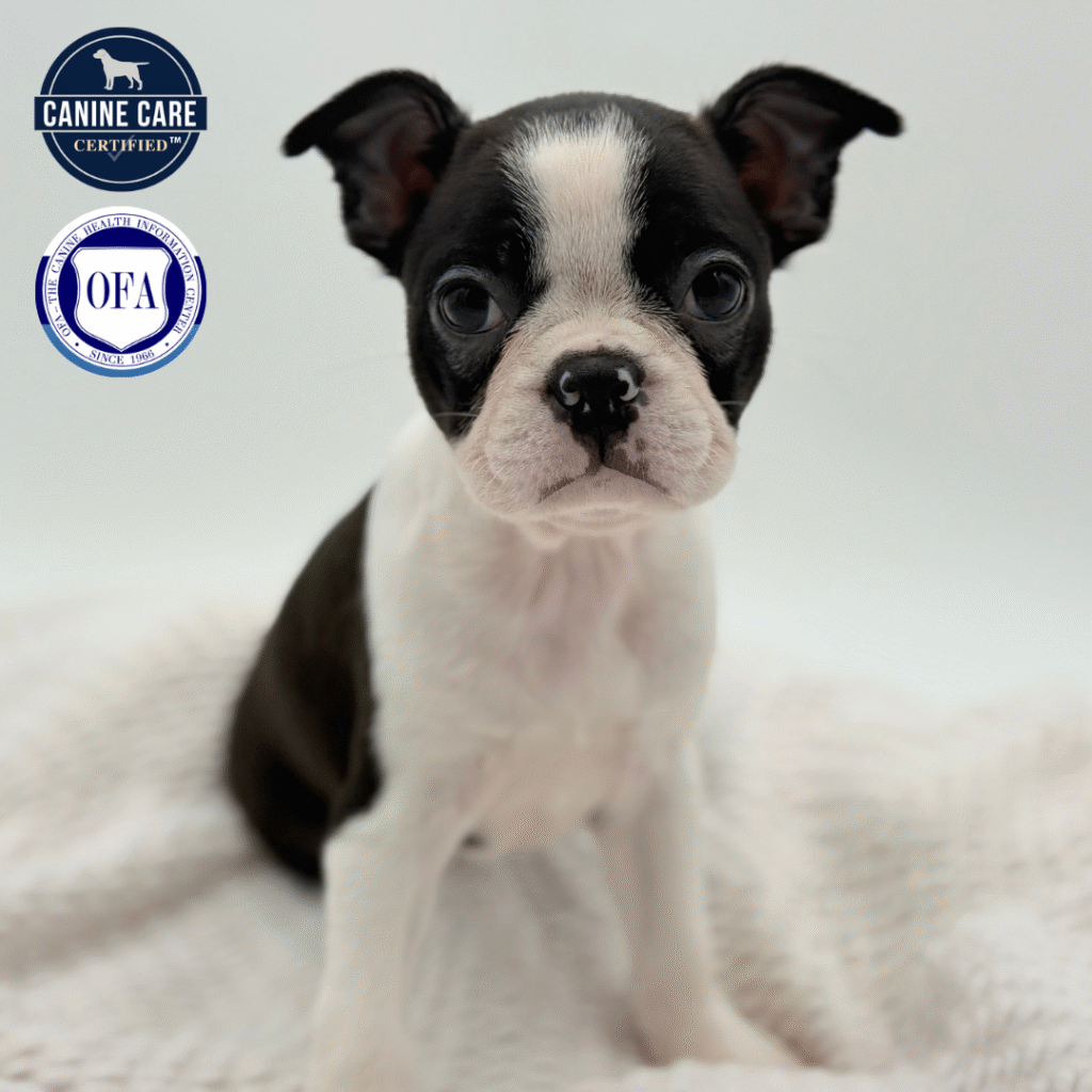 Sallie - Boston Terrier - Image 1