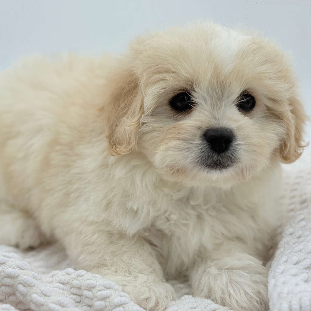 Palmer - Pekeapoo - Image 1