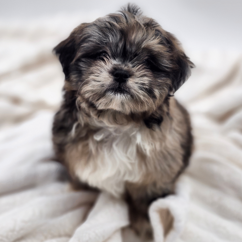 Milani - Shih Poo - Image 1